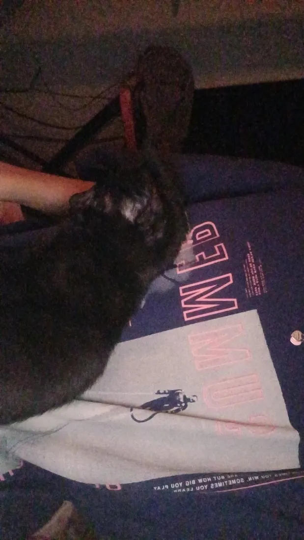 Gato raça SRD-ViraLata idade 1 ano nome Petit