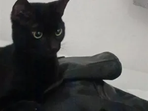 Gato raça SRD-ViraLata idade 1 ano nome Petit