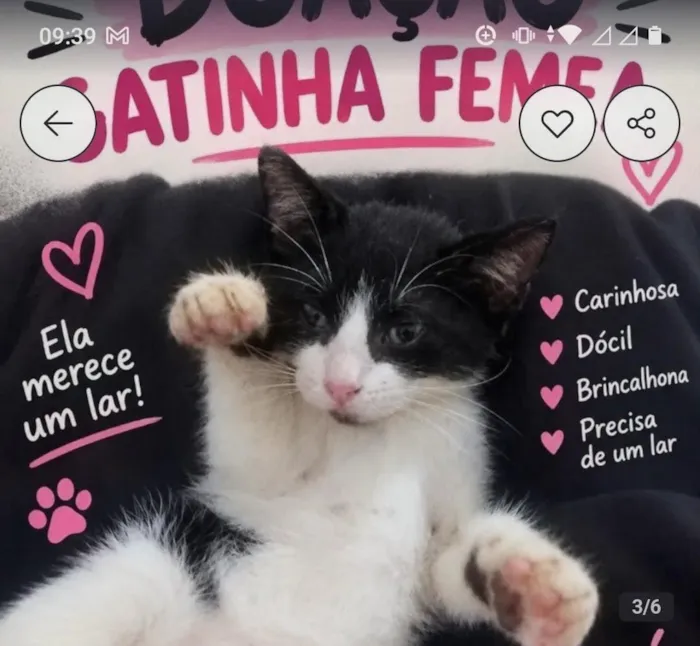 Gato raça SRD-ViraLata idade 2 a 6 meses nome Belinha