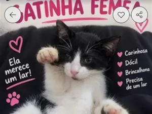 Gato raça SRD-ViraLata idade 2 a 6 meses nome Belinha
