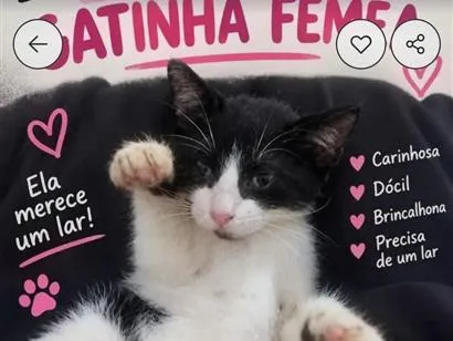 Gato raça SRD-ViraLata idade 2 a 6 meses nome Belinha