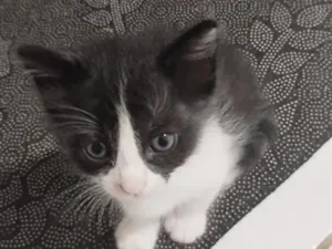 Gato raça SRD-ViraLata idade 2 a 6 meses nome Batman