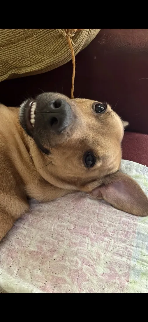 Cachorro raça SRD-ViraLata idade 2 anos nome LUKE