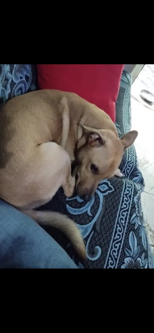 Cachorro raça SRD-ViraLata idade 2 anos nome LUKE