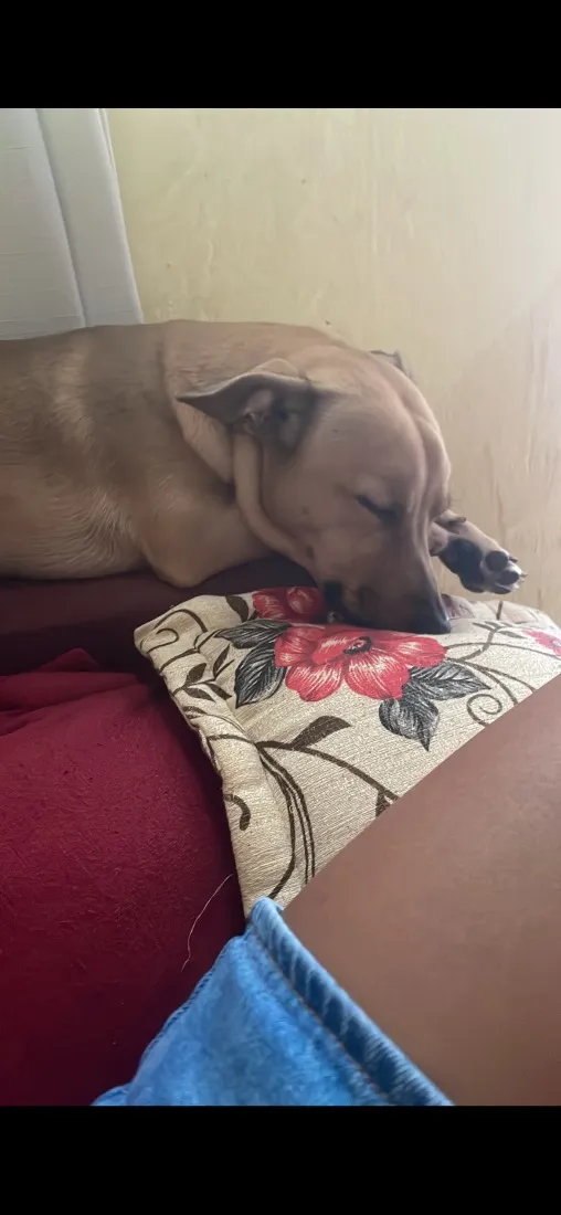 Cachorro raça SRD-ViraLata idade 2 anos nome LUKE