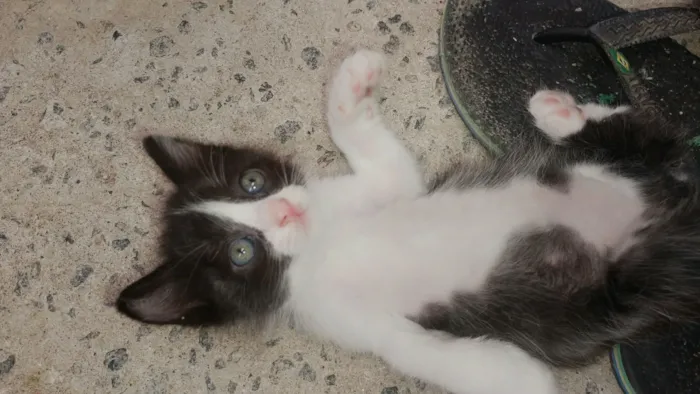 Gato raça SRD-ViraLata idade 2 a 6 meses nome Batman