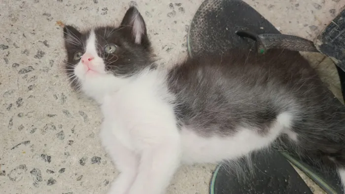 Gato raça SRD-ViraLata idade 2 a 6 meses nome Batman