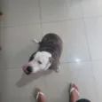 Bela 