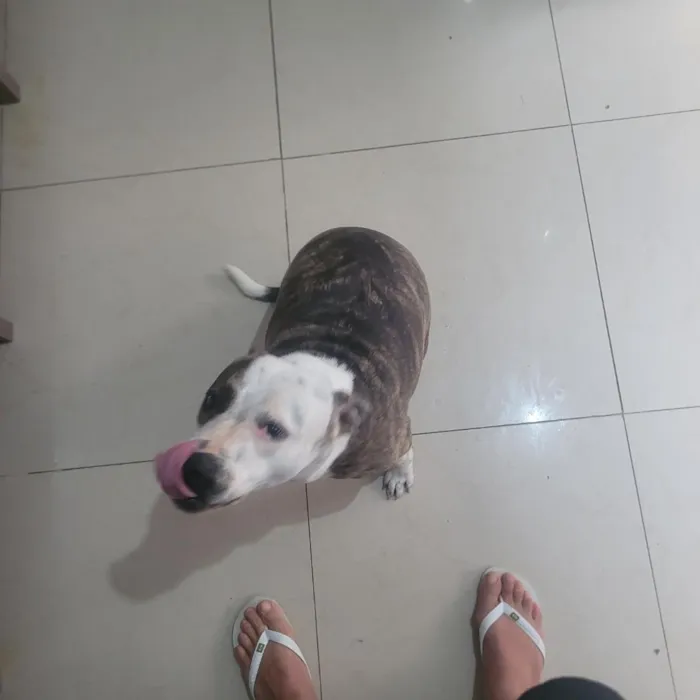 Cachorro raça Pit-Bull idade 1 ano nome Bela 