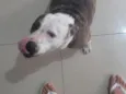 Bela 