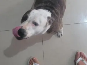 Cachorro raça Pit-Bull idade 1 ano nome Bela 
