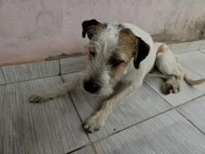 Cachorro raça SRD-ViraLata idade 7 a 11 meses nome astro
