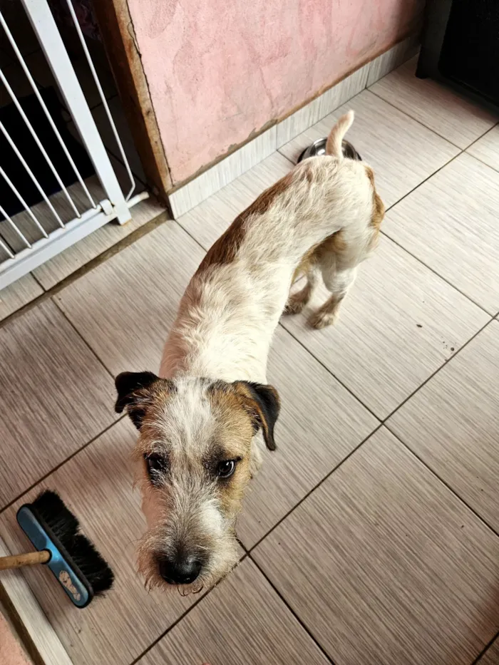 Cachorro raça SRD-ViraLata idade 7 a 11 meses nome astro