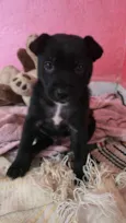 Nico