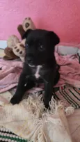 Nico