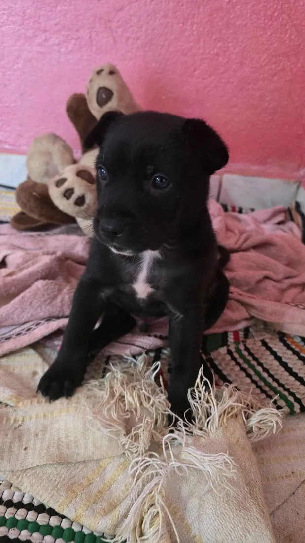 Cachorro raça SRD-ViraLata idade Abaixo de 2 meses nome Nico