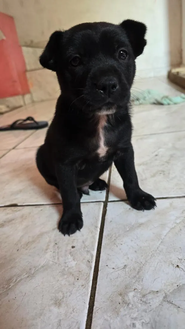 Cachorro raça SRD-ViraLata idade Abaixo de 2 meses nome Nico