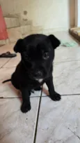 Nico