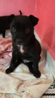 Nico