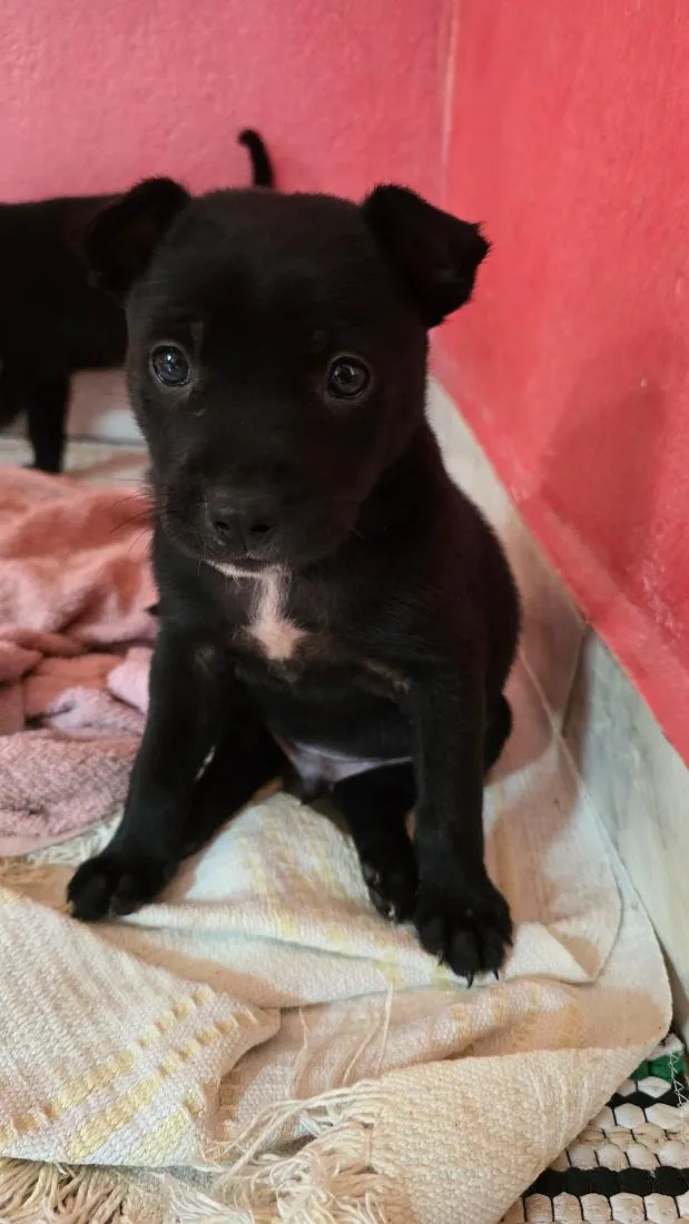 Cachorro raça SRD-ViraLata idade Abaixo de 2 meses nome Nico