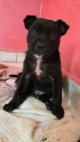 Nico