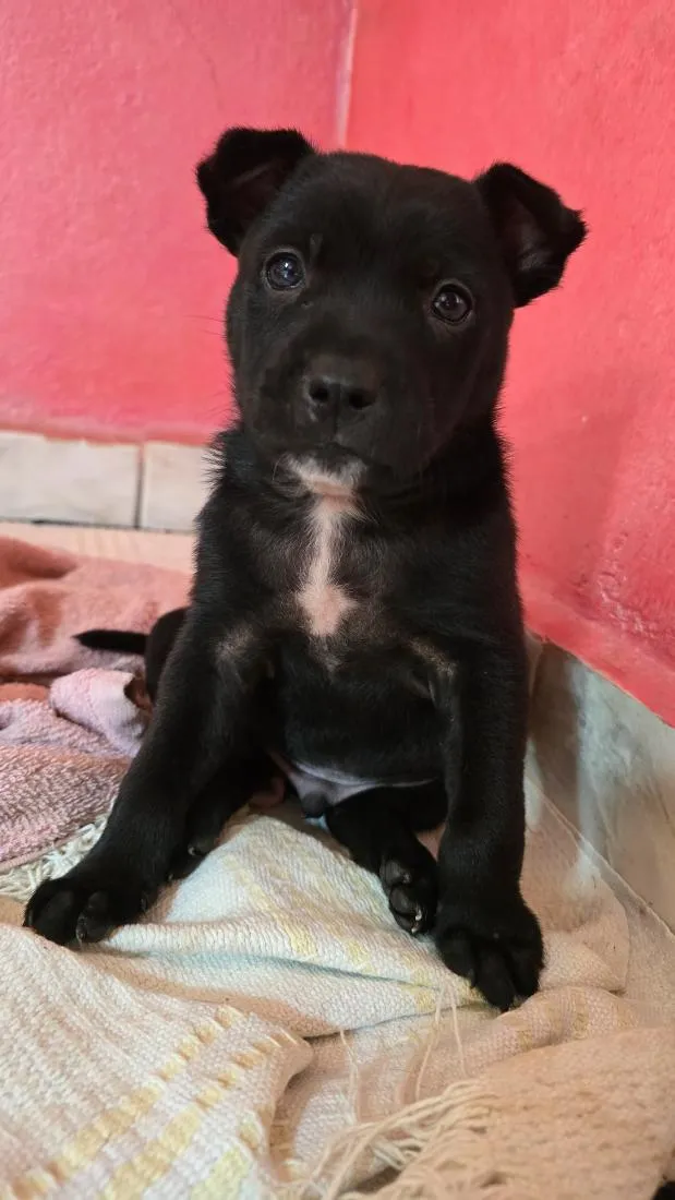 Cachorro raça SRD-ViraLata idade Abaixo de 2 meses nome Nico