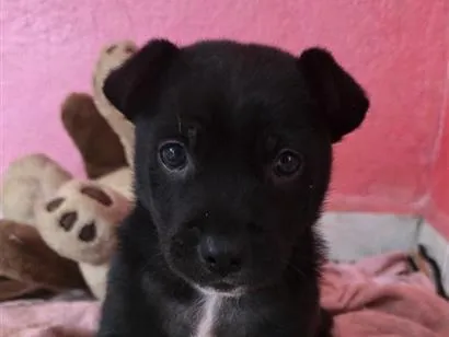 Cachorro raça SRD-ViraLata idade Abaixo de 2 meses nome Nico