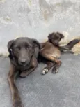 Pretinha