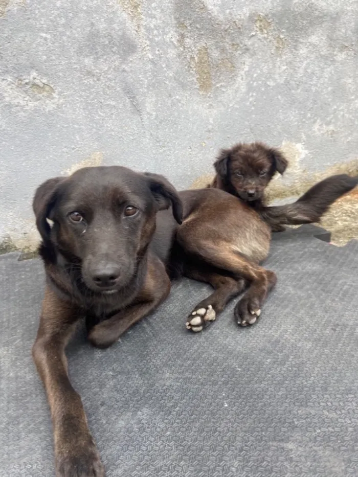 Cachorro raça  idade 1 ano nome Pretinha