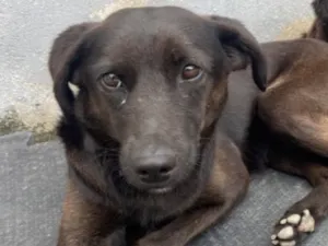 Cachorro raça  idade 1 ano nome Pretinha