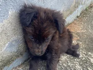 Cachorro raça SRD-ViraLata idade Abaixo de 2 meses nome Pretinho
