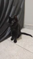 Pantera