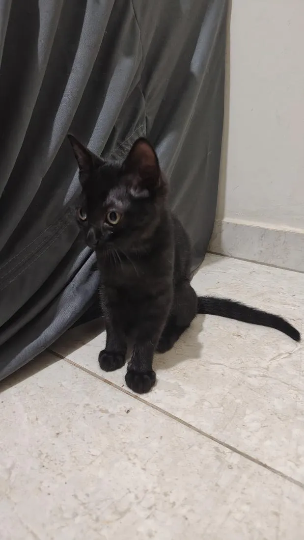 Gato raça SRD-ViraLata idade 2 a 6 meses nome Pantera