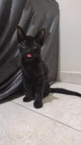 Pantera