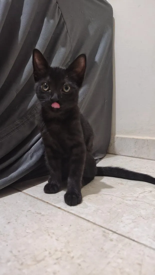 Gato raça SRD-ViraLata idade 2 a 6 meses nome Pantera