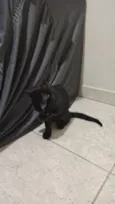 Pantera