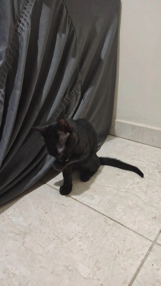 Gato raça SRD-ViraLata idade 2 a 6 meses nome Pantera