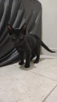 Pantera