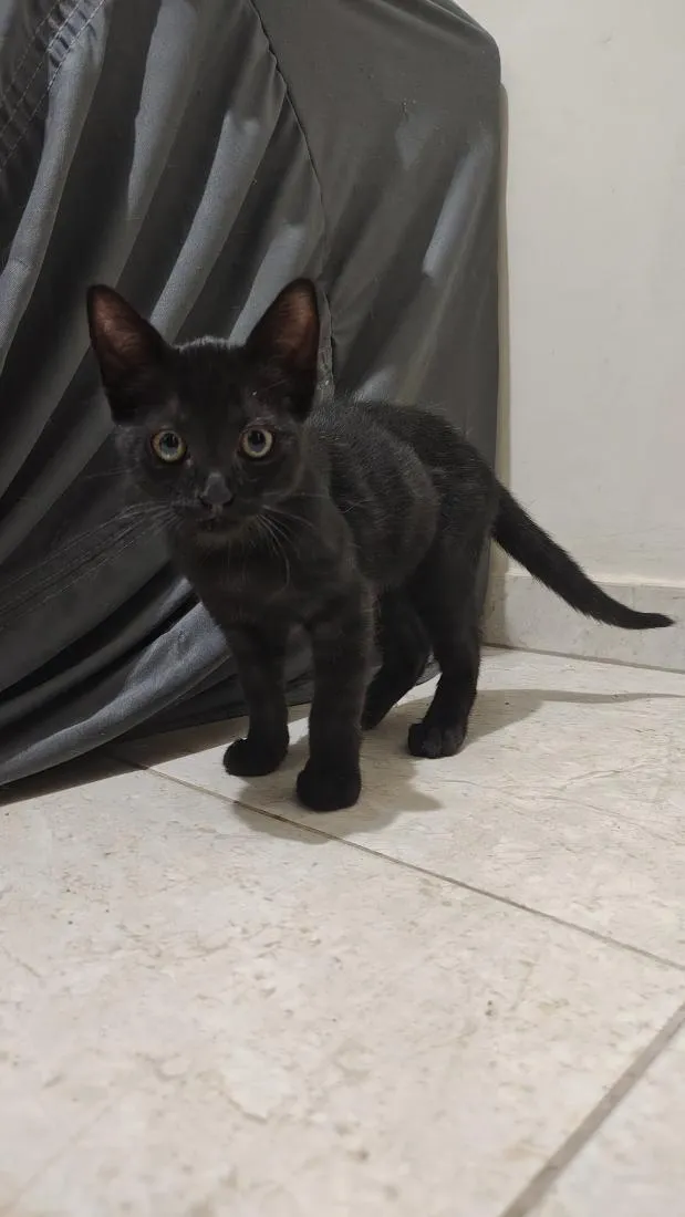 Gato raça SRD-ViraLata idade 2 a 6 meses nome Pantera