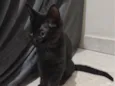 Pantera