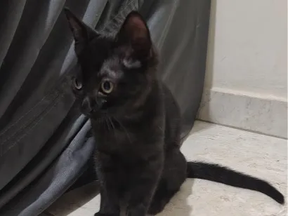 Gato raça SRD-ViraLata idade 2 a 6 meses nome Pantera