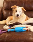 Hórus