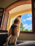Hórus