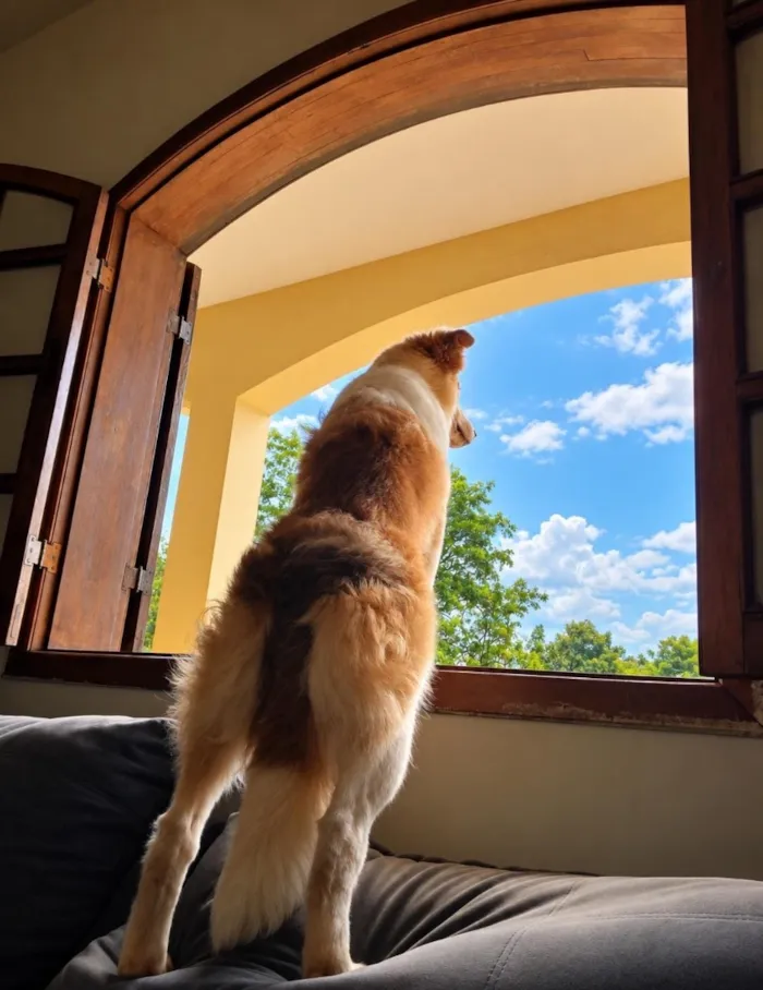 Cachorro raça  idade 7 a 11 meses nome Hórus