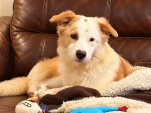 Cachorro raça  idade 7 a 11 meses nome Hórus