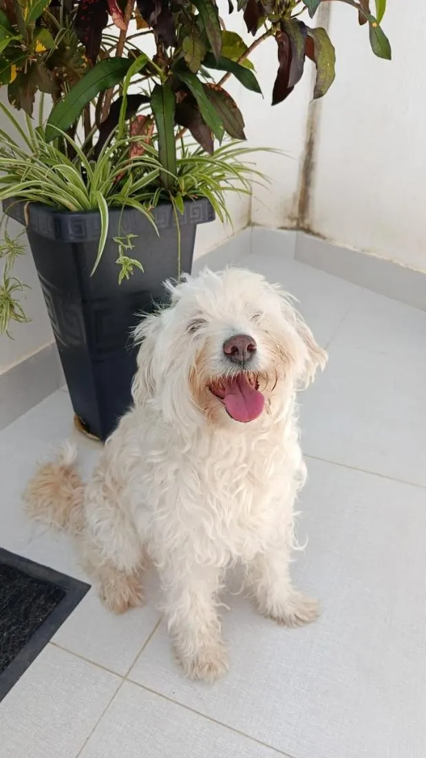 Cachorro raça SRD-ViraLata idade 4 anos nome Nina