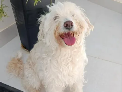 Cachorro raça SRD-ViraLata idade 4 anos nome Nina