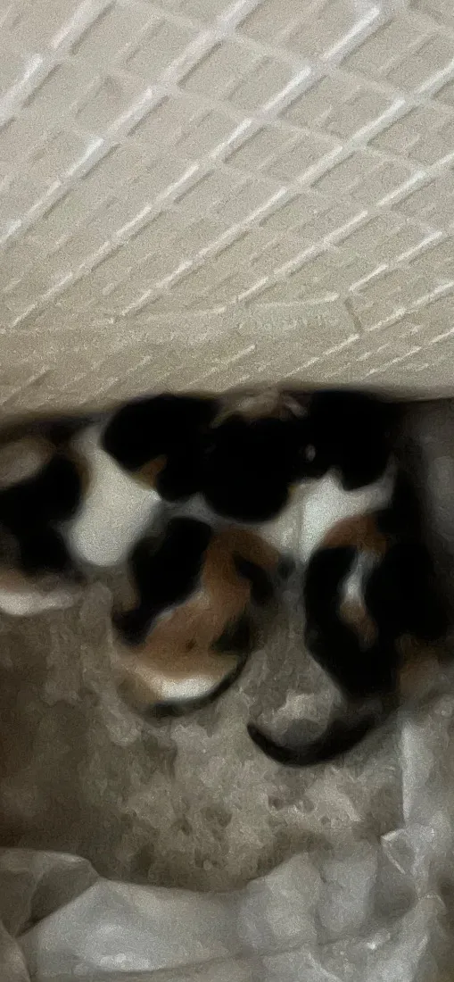 Gato raça SRD-ViraLata idade Abaixo de 2 meses nome Sem nome