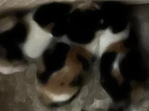 Gato raça SRD-ViraLata idade Abaixo de 2 meses nome Sem nome