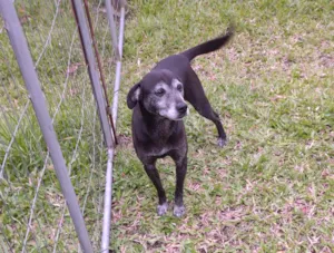 Cachorro raça SRD-ViraLata idade 5 anos nome Kevin 